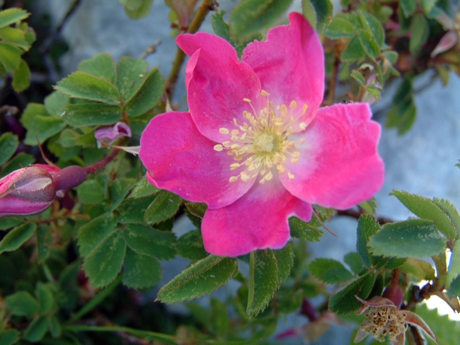 Rosa pendulina